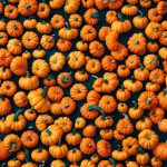 pumpkins for kindergarten books. books on pumpkins for kindergarten